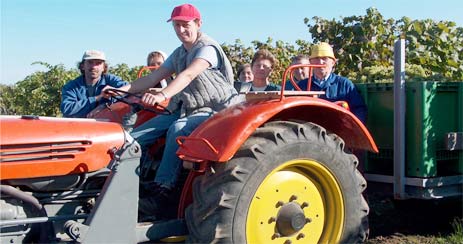 bei der Weintraubenernte werden die mit Trauben gefüllten Behälter mit dem Traktor zur Weiterverarbeitung zum Arbeitskeller geführt, wo sie gerebelt und gepresst werden