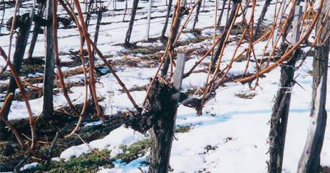 ein Weinstock im Winter bevor er zurückgeschnitten wird