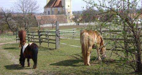 Die Pferde bewegen sich das ganze Jahr frei auf der Koppel