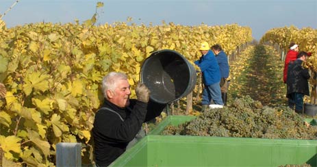 Weintraubenernte: Die Weintrauben werden noch händisch abgeschnitten und in Kübeln gesammelt. Die vollen Kübeln werden vom Kübelträger in große Behälter geleert, welche zur Weiterverarbeitung zur Weinpresse geführt werden.