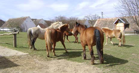 beim Grasen auf der Koppel