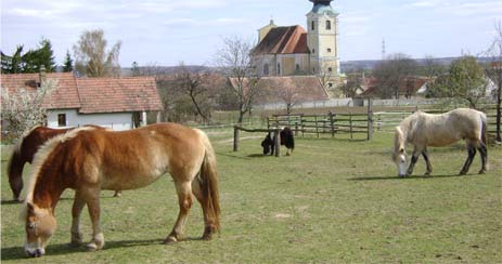 beim Grasen auf der Koppel