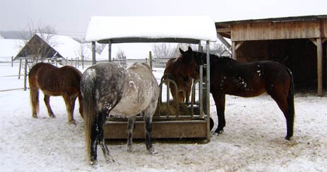 die Pferde fühlen sich im Schnee wohl