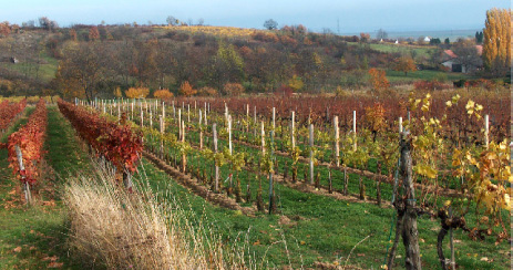 die Blätter der Weingärten sind im Herbst bunt gefärbt und laden Wanderer zum Verweilen ein