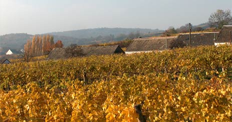 die gelblich gefärbten Blätter der Weißweinsorten im Herbst