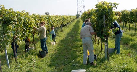 Bei der Weinlese werden die reifen Trauben mit einer Schere abgeschnitten